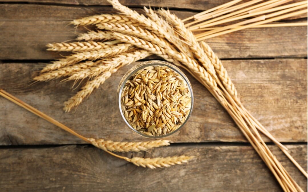 Does Floor Malted Maris Otter Taste Better?